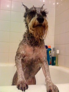 Bathtime for Ruffles I am so hurt by his attempt to bathe me.