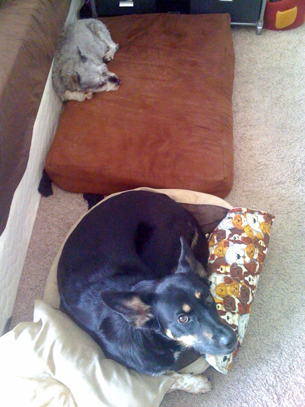 No, it is not forced perspective. The big dog is in the little bed and the little dog is in the big bed.