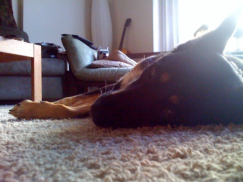 ruff-luke_dead2 I like to nest in the pillows on the puppy coach. Luke takes to the floor to spread out.