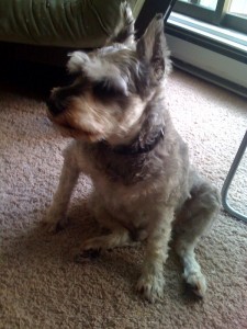 My two-legs always teases me when I sit like this... 