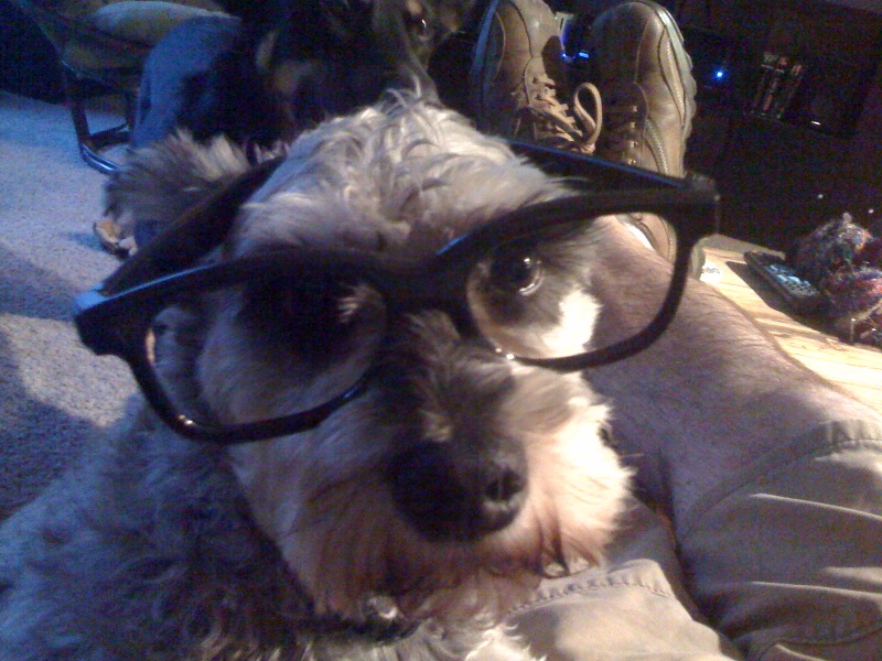 Professor Puppy reporting on Shark Baiting and other concerns