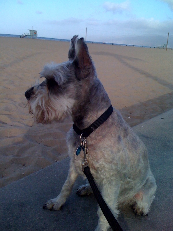 ruffpic_BeachAlert Ruffles - The Beach
