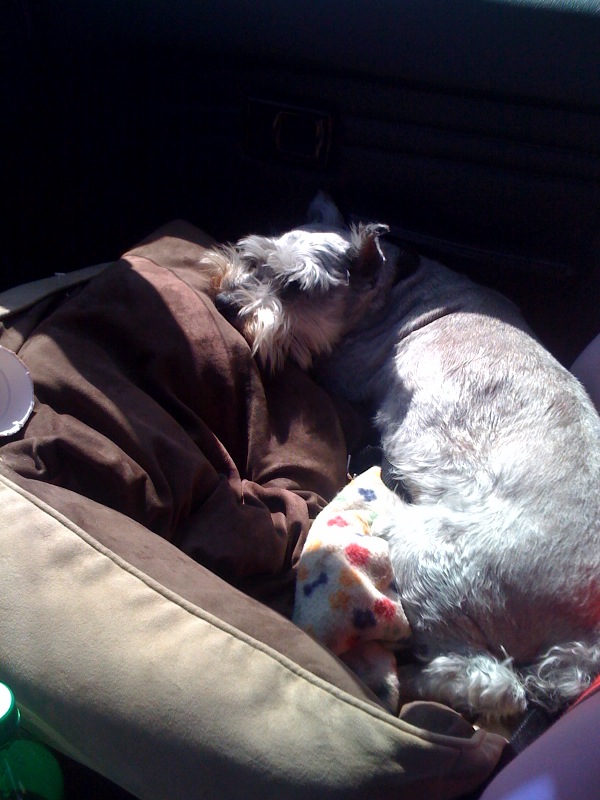 ruffpic_carsleep Ruffles-Sleeping