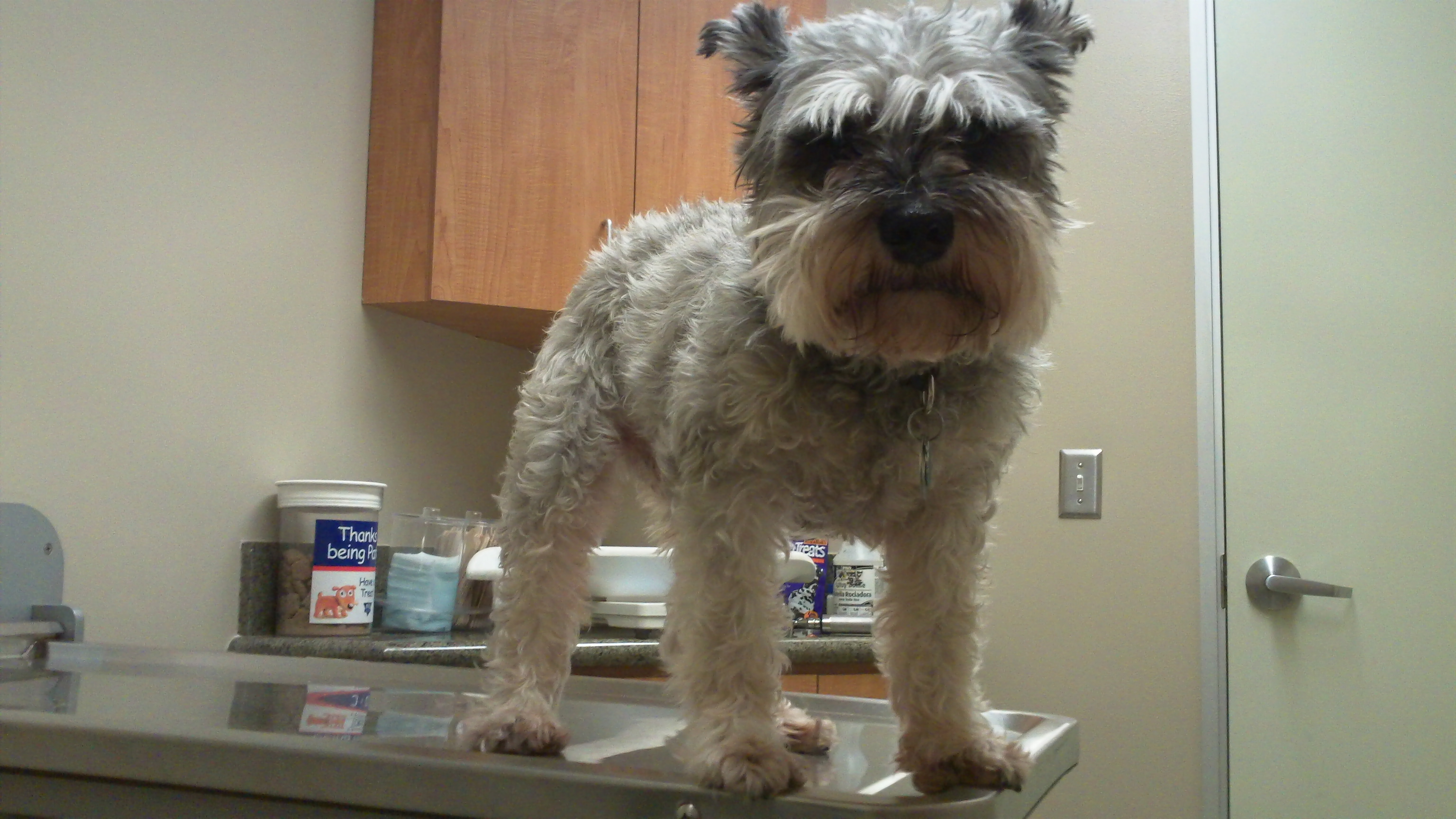 ruffpic_vet_0071 Ruffles at the Vet