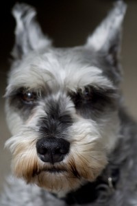 This was a good haircut. Pretty sure it was professional and not my two-legs butcher job.