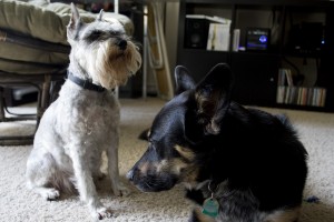 Look at my luxurious beard and my regal pose. I am a rockstar.
