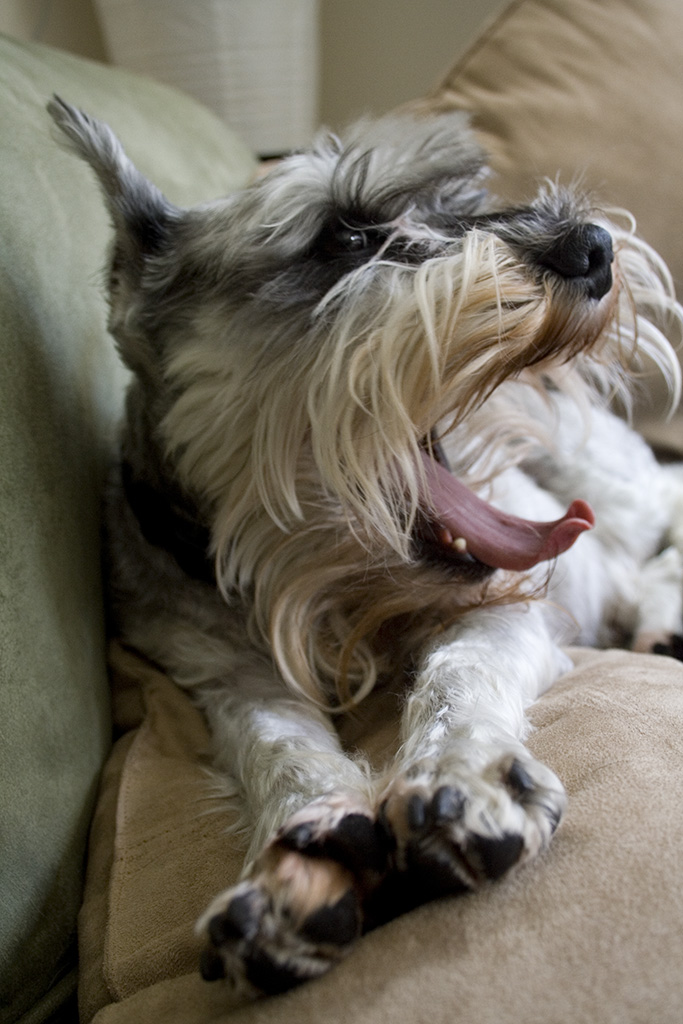 TRR_Yawn_MG_4805 Ruffles yawning