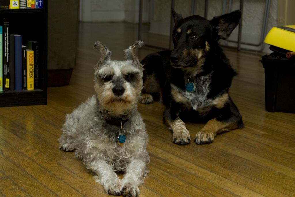 TRR_portrait_MG_7780 Ruffles and Luke posing