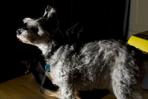 TRR_shadow1_MG_7766 My 2-legs was playing with his new flash. Ooo, shadows.