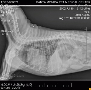 I do love how cool my insides look. I wish I could see it in action (breathing and eating and pooping).