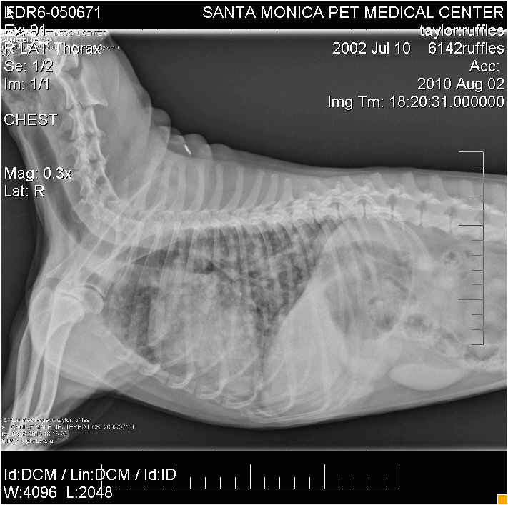 X-Ray_Aug2_Hz Ruffles X-Ray 2-Aug Side