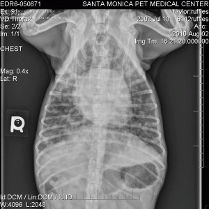 X-Ray_Aug2_Vt This was on Monday, my lungs are more white than black... not good.
