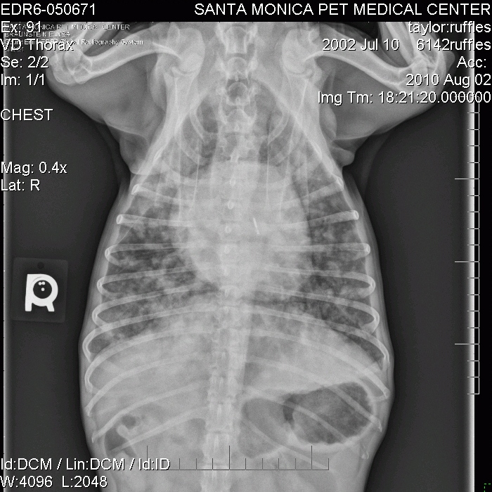 X-Ray_Aug2_Vt Ruffles X-Ray 2-Aug Top