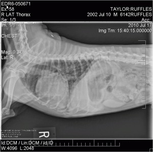 X-Ray_Jul17_Hz So, look at the lungs (the dark gray), it should not have all those white spots.