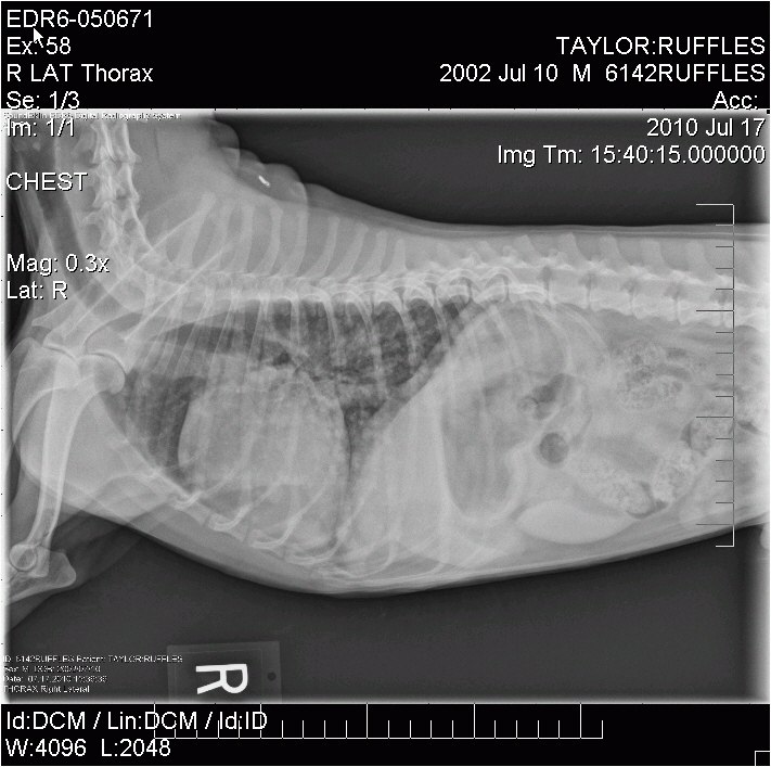 X-Ray_Jul17_Hz Ruffles X-Ray 17-Jul Side