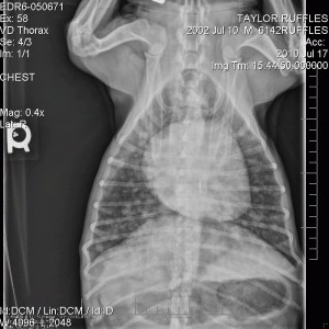 X-Ray_Jul17_Vt Look at how huge my heart is!