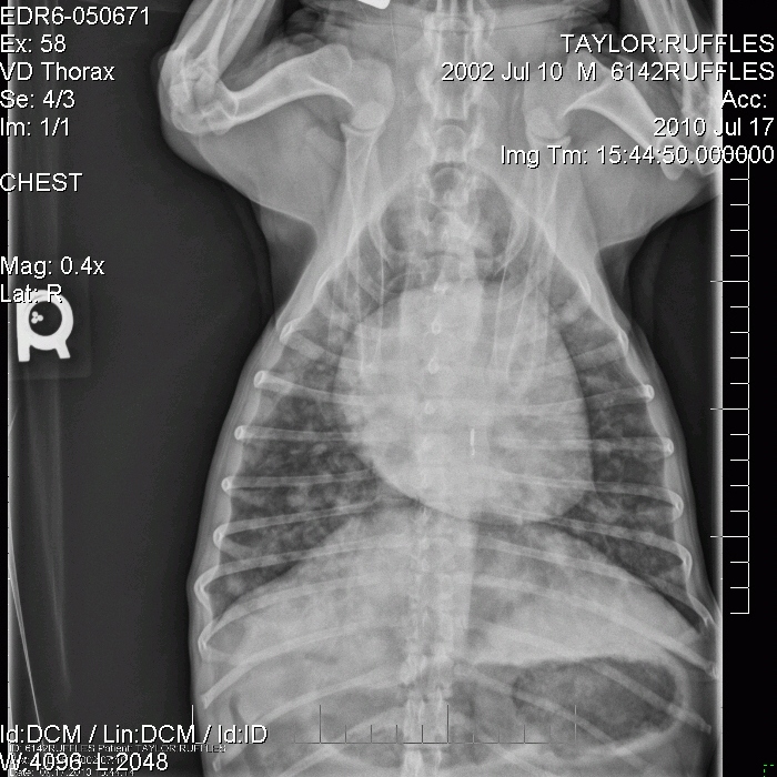 X-Ray_Jul17_Vt Ruffles X-Ray 17-Jul Top