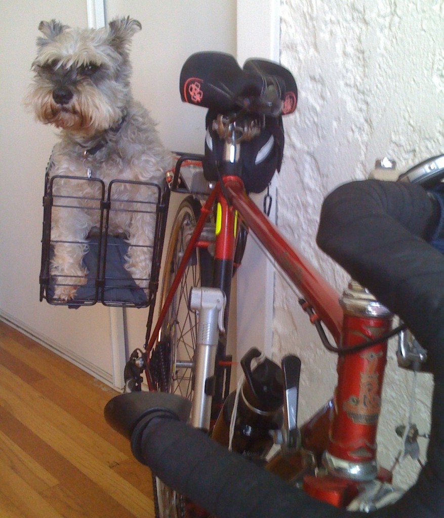 ruffpic_bikerackA Ruffles in the pannier of my Raleigh