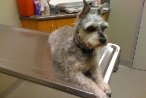 ruffpic_vet2 My two-legs decided I needed a haircut. He did not do a good job. I am displeased for multiple reasons.