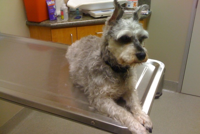 ruffpic_vet2 Ruffles at the vet. Again